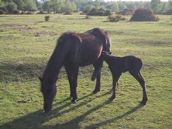 Early spring in the New Forest at Brockenhurst, Hampshire