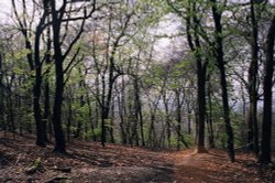 Early Spring at Wendover Woods, Nr Aylesbury, Bucks