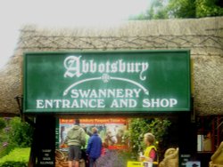 A picture of Abbotsbury Swannery