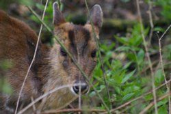 Muntjac Deer at Trotters World Of Animals