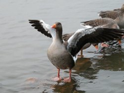 In a flap!