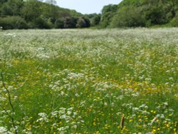 Went Valley in Spring 2009