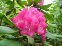 Rhododendron Hybrid 'Cynthia' at Otterhead June 2005