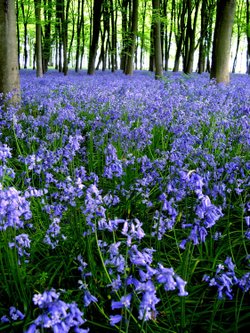 Bluebells at Badbury Clumps, Oxfordshire - 2006