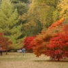 Magnificent Autumn colours at Westonbirt Arboretum, Gloucestershire