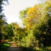 Autumn Trees, Bilton, Warwickshire