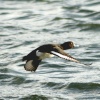 Tufted Duck in Flight Herrington Country Park.