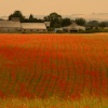 Field of Dreams (Poppies)