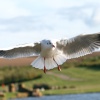 Blackheaded Gull