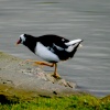 Moorhen