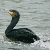 Cormorant