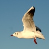 Black Headed Gull