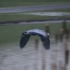 Grey Heron flies away.