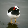 Sue's Pied Moorhen.