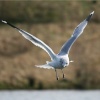 Common Gull.