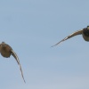 A pair of Mallards