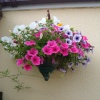 Hanging basket June 27th 2009