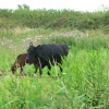 Hardley Marshes