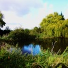 A Pond at South Walsham