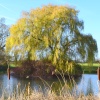 Willow in winter