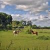 Durweston, Dorset.