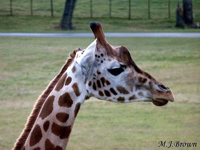 A picture of Longleat House & Safari Park