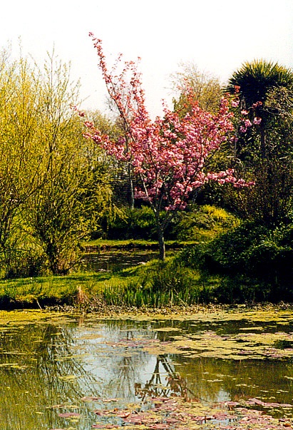 Bennets Water Gardens