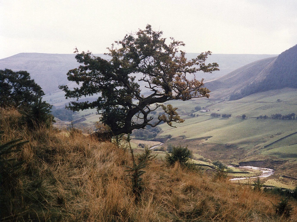 Alport Dale, Hope Forest, Derbyshire (Peak District National Park)