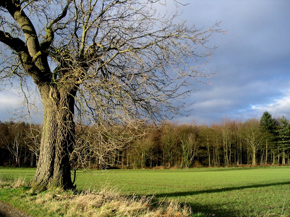 Robin Wood, near Ticknall