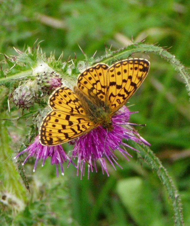 Small Pearl-bordered Fritillary