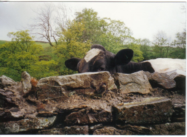 Cow in the Dales