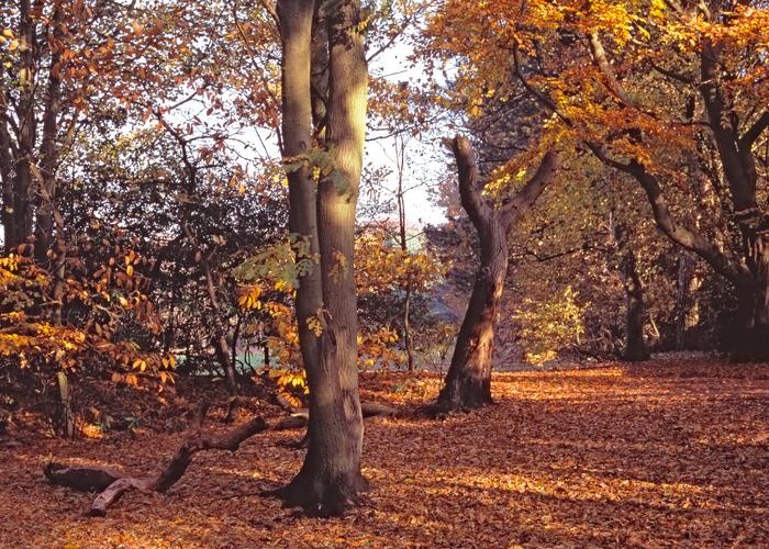 Royden Woods, Frankby, Wirral