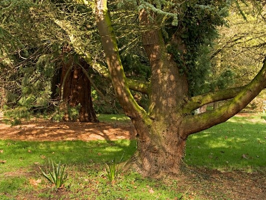 Ness Botanical Gardens, Neston, Wirral photo by Norma Brazendale