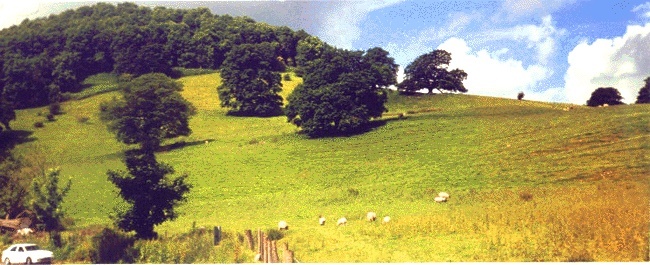 Sheep graze on a hillside over Lake Ullswater, Cumbria.