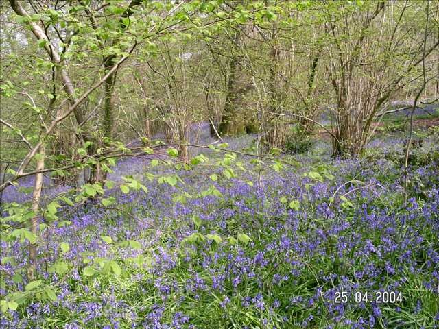 Photograph of Bluebell Wood, Pamphill, Dorset