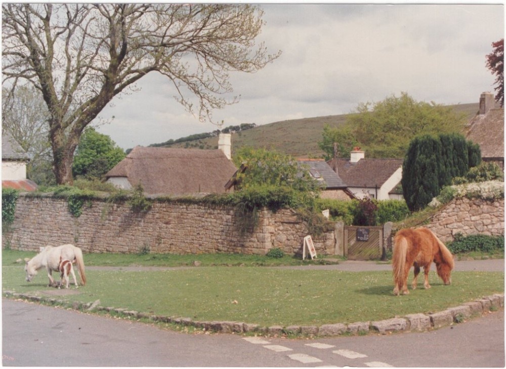 Ponies grazing at Belstone Village, Devon