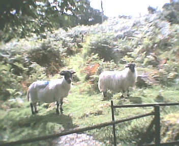 Sheep on the Moor