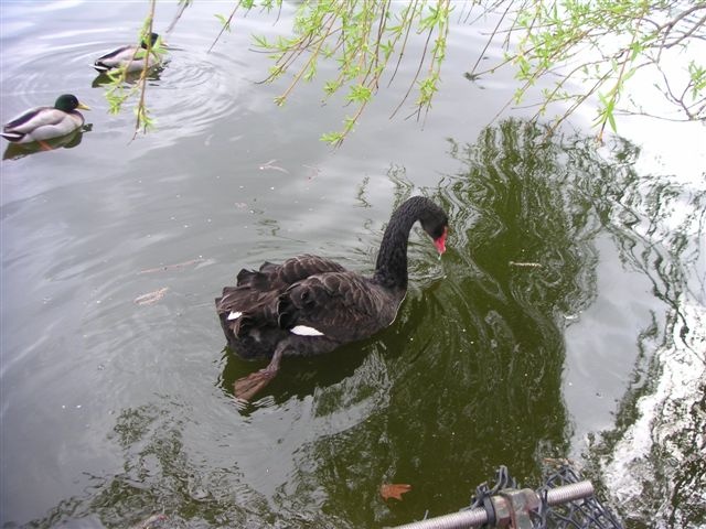 St. James Park, London