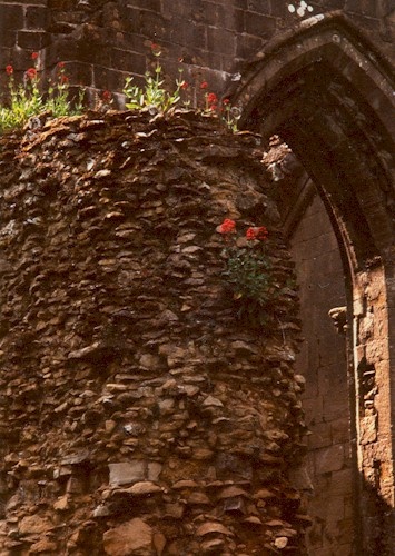 Flowering Wall at Glastonbury Abbey: Glastonbury, Somerset