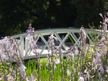 Frensham Great Pond Bridge. Frensham, Surrey