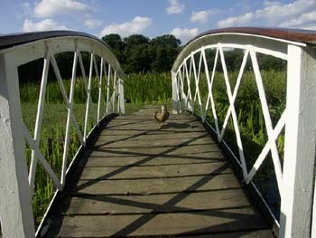 Photograph of Frensham Great Pond Bridge