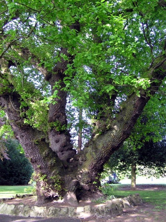 Richmond Park, Gainsborough