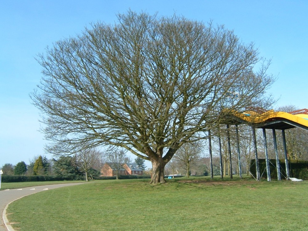 Tree in the park