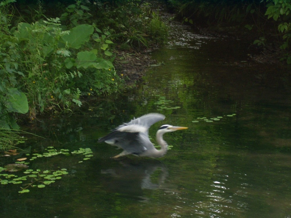 A heron at Bushy Park, London