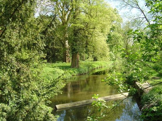 In a wood in Wheathampstead, Hertfordshire