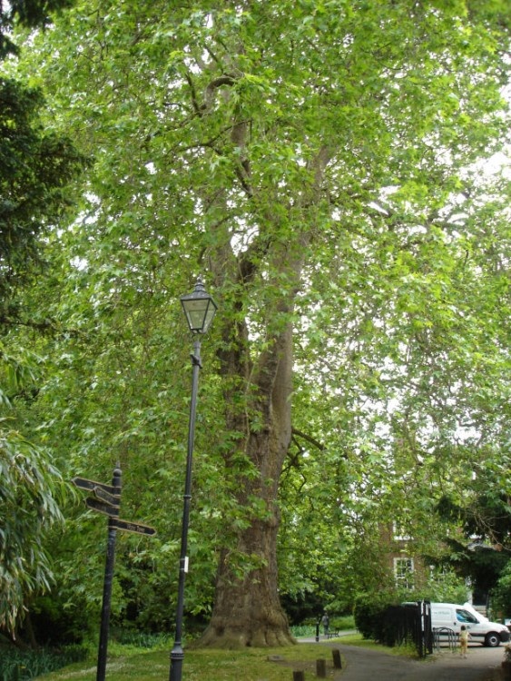 Enormous London Plane Tree in Grove Park. Thought to be the tallest in Britain.