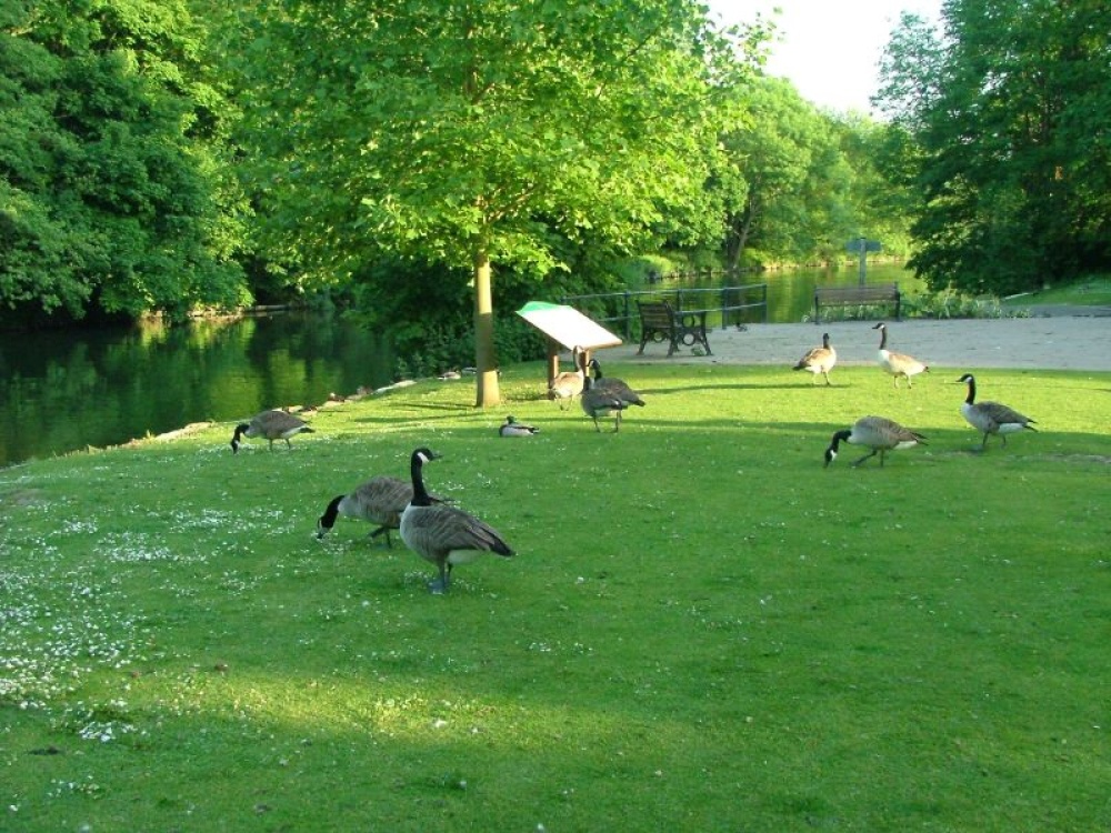 Photograph of Canada Geese at Ray Mill Island, Maidenhead. Berkshire.