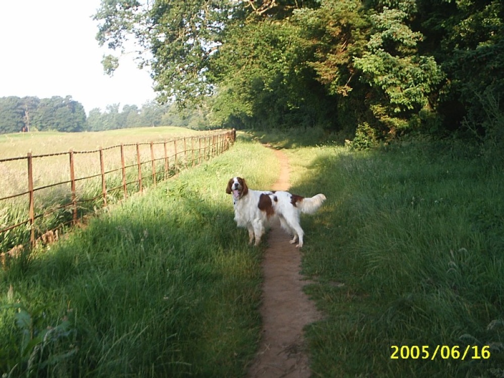 The public walkway alongside the golf course at Bowood Estate, Nr. Chippenham, Wiltshire