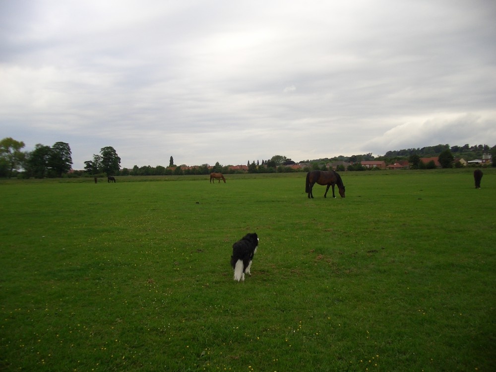 West Common, Lincoln.