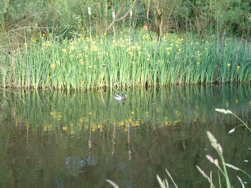 canal in Mossley